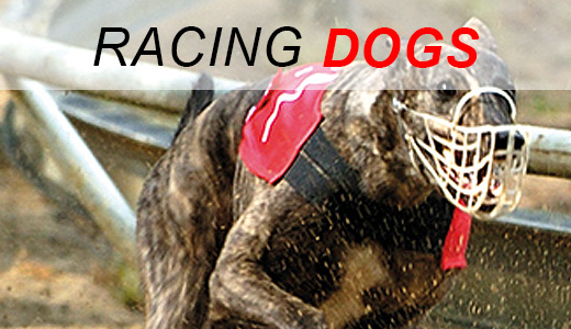 Racing Dogs
